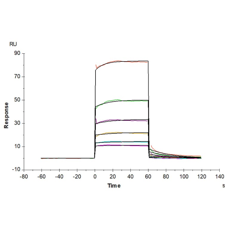 SPR Assay - Recombinant Human TREM2 Protein (C-terminal Human Fc Tag) (A331375) - Antibodies.com