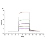 SPR Assay - Recombinant Human TREM2 Protein (C-terminal Human Fc Tag) (A331375) - Antibodies.com
