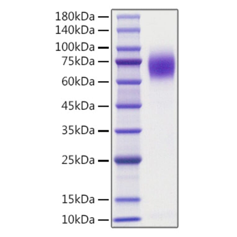 SDS-PAGE - Recombinant human TrkA Protein (C-terminal His Tag) (A331377) - Antibodies.com