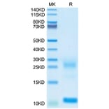 Tris-Bis PAGE - Recombinant Human TSLP Protein (Biotin) (C-terminal His and Avi Tag) (A331387) - Antibodies.com
