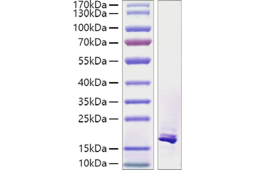 SDS-PAGE - Recombinant Human TWEAK Protein (A331388) - Antibodies.com