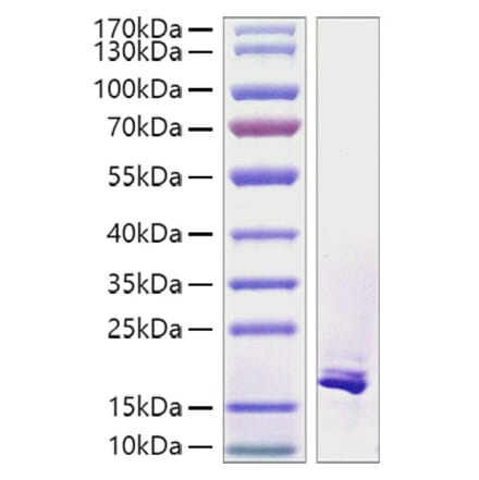 SDS-PAGE - Recombinant Human TWEAK Protein (A331388) - Antibodies.com
