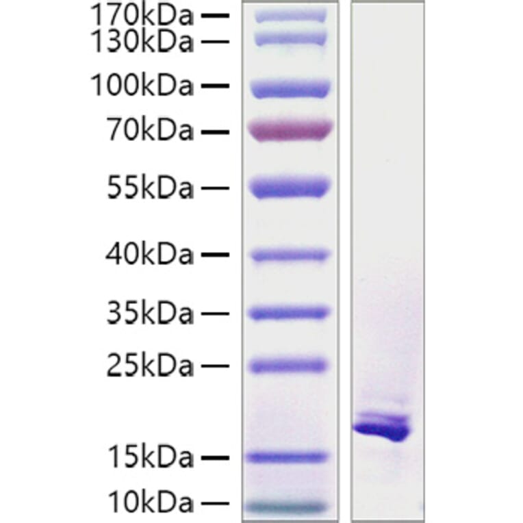 SDS-PAGE - Recombinant Human TWEAK Protein (A331388) - Antibodies.com