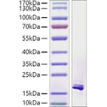 SDS-PAGE - Recombinant Human TWEAK Protein (A331388) - Antibodies.com