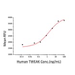 Proliferation Assay - Recombinant Human TWEAK Protein (A331388) - Antibodies.com