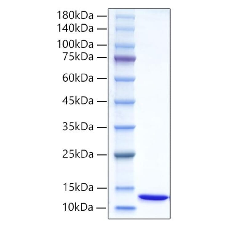 SDS-PAGE - Recombinant Human Ubiquitin Protein (N-terminal His Tag) (A331393) - Antibodies.com