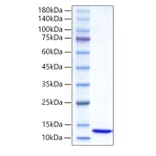 SDS-PAGE - Recombinant Human Ubiquitin Protein (N-terminal His Tag) (A331393) - Antibodies.com