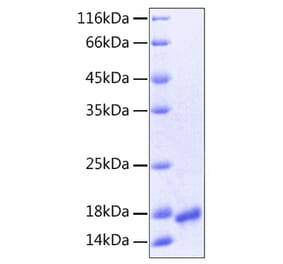 SDS-PAGE - Recombinant Human VEGFA Protein (A331413) - Antibodies.com