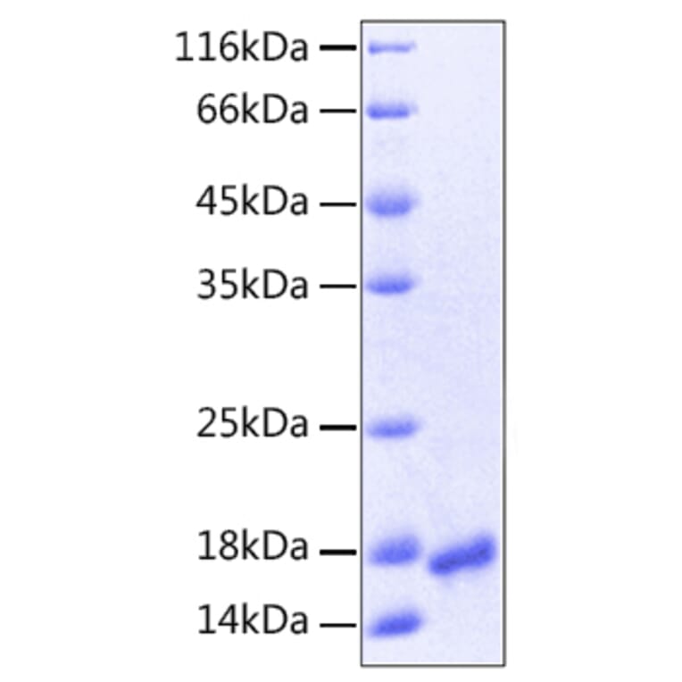 SDS-PAGE - Recombinant Human VEGFA Protein (A331413) - Antibodies.com