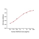Proliferation Assay - Recombinant Human VEGFA Protein (A331413) - Antibodies.com