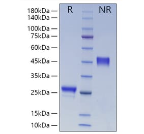 SDS-PAGE - Recombinant Human VEGFA Protein (N-terminal His Tag) (A331414) - Antibodies.com