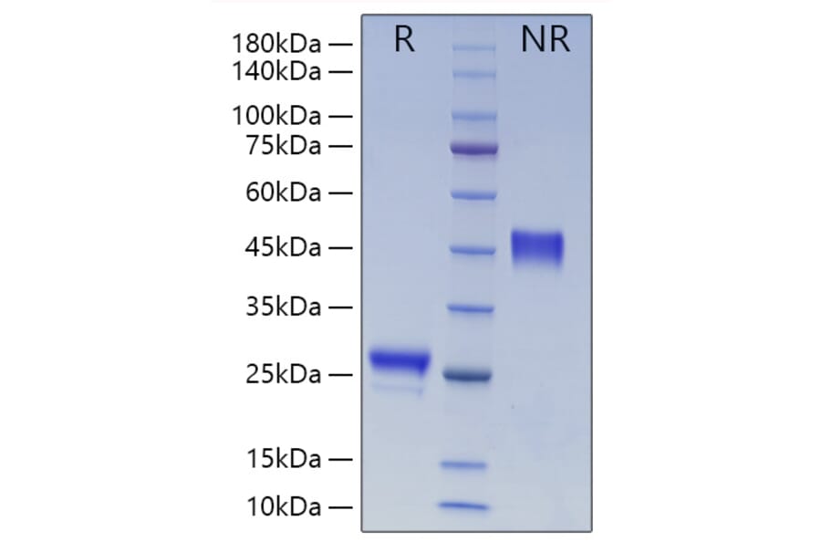SDS-PAGE - Recombinant Human VEGFA Protein (N-terminal His Tag) (A331414) - Antibodies.com