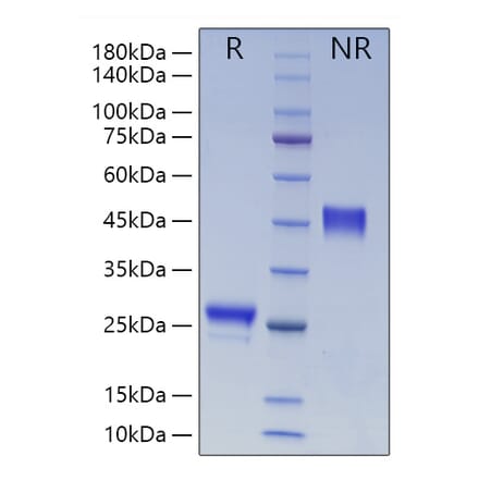 SDS-PAGE - Recombinant Human VEGFA Protein (N-terminal His Tag) (A331414) - Antibodies.com