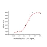 Proliferation Assay - Recombinant Human VEGFA Protein (N-terminal His Tag) (A331414) - Antibodies.com