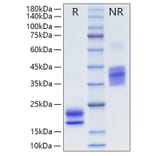 SDS-PAGE - Recombinant Human VEGFA Protein (N-terminal His Tag) (A331416) - Antibodies.com