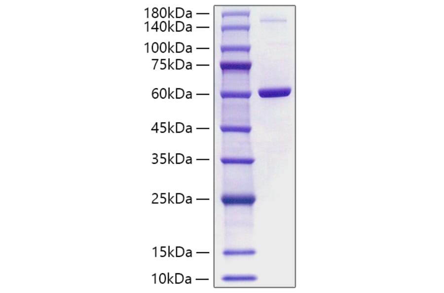 SDS-PAGE - Recombinant Human Visfatin Protein (A331421) - Antibodies.com