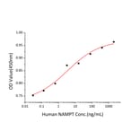 Proliferation Assay - Recombinant Human Visfatin Protein (A331421) - Antibodies.com