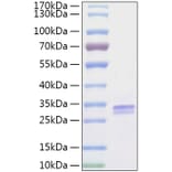 SDS-PAGE - Recombinant Human VSIG2 Protein (C-terminal His Tag) (A331429) - Antibodies.com