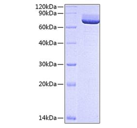 SDS-PAGE - Recombinant Rat CD73 Protein (C-terminal His Tag) (A331439) - Antibodies.com