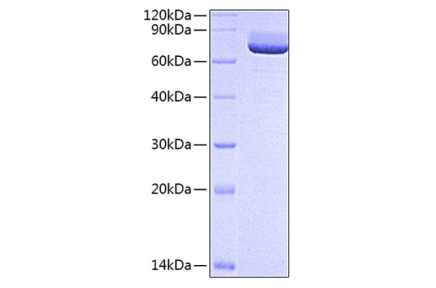 SDS-PAGE - Recombinant Rat CD73 Protein (C-terminal His Tag) (A331439) - Antibodies.com