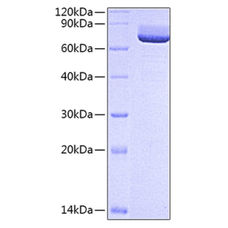 SDS-PAGE - Recombinant Rat CD73 Protein (C-terminal His Tag) (A331439) - Antibodies.com