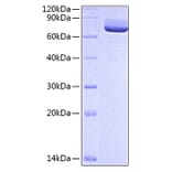 SDS-PAGE - Recombinant Rat CD73 Protein (C-terminal His Tag) (A331439) - Antibodies.com