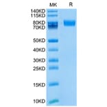 Tris-Bis PAGE - Recombinant Mouse CD166 Protein (Biotin) (C-terminal His and Avi Tag) (A331444) - Antibodies.com