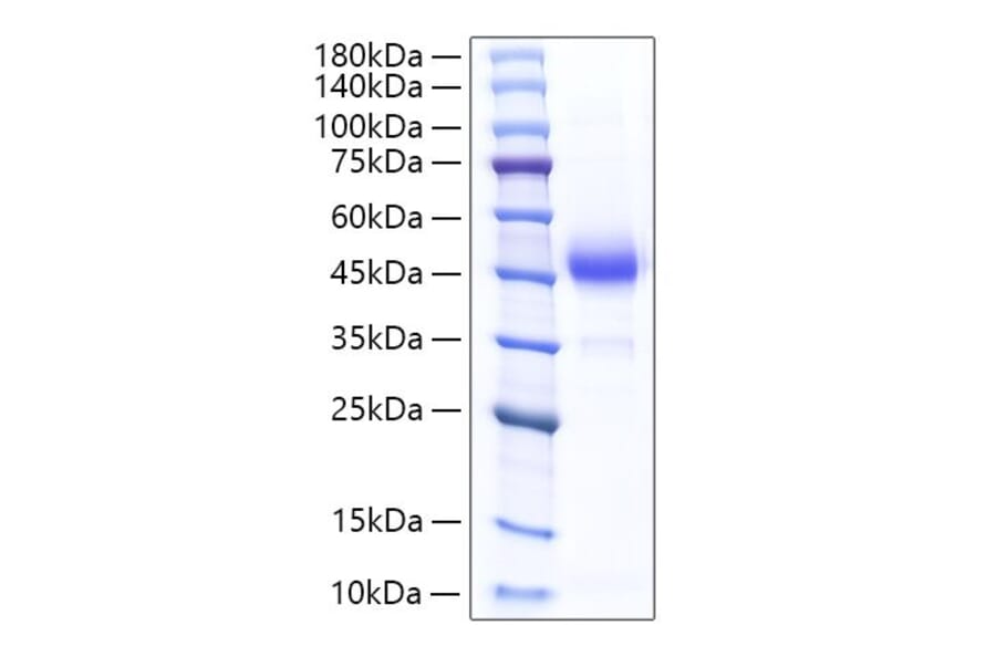 SDS-PAGE - Recombinant Rat ALK-4 Protein (C-terminal Human Fc Tag) (A331446) - Antibodies.com