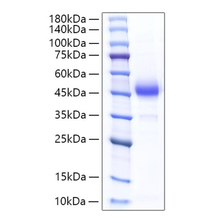 SDS-PAGE - Recombinant Rat ALK-4 Protein (C-terminal Human Fc Tag) (A331446) - Antibodies.com