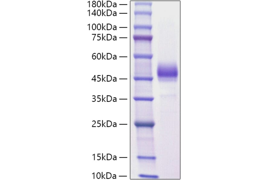SDS-PAGE - Recombinant Mouse ALK-4 Protein (C-terminal Human Fc Tag) (A331447) - Antibodies.com