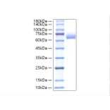 SDS-PAGE - Recombinant Mouse Alkaline Phosphatase Protein (C-terminal His Tag) (A331448) - Antibodies.com