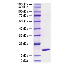 SDS-PAGE - Recombinant Mouse alpha Synuclein Protein (A331450) - Antibodies.com