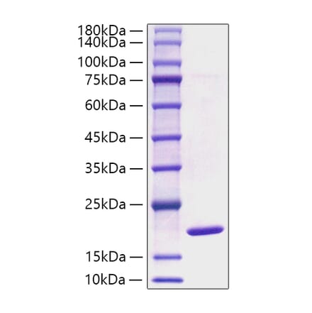 SDS-PAGE - Recombinant Mouse alpha Synuclein Protein (A331450) - Antibodies.com