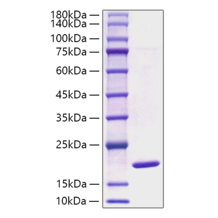 SDS-PAGE - Recombinant Mouse alpha Synuclein Protein (A331450) - Antibodies.com