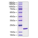 SDS-PAGE - Recombinant Mouse alpha Synuclein Protein (A331450) - Antibodies.com