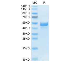 SDS-PAGE - Recombinant Mouse Amphiregulin Protein (N-terminal Human Fc Tag) (A331451) - Antibodies.com