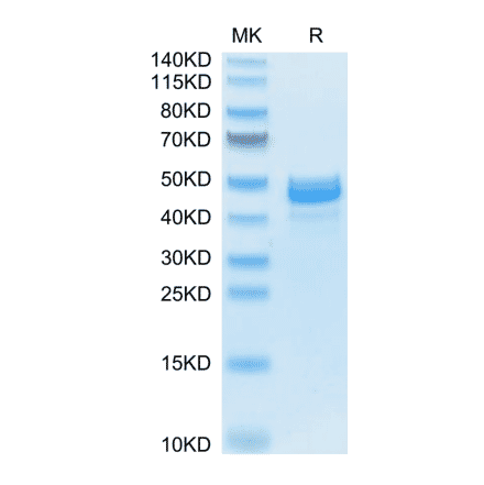 SDS-PAGE - Recombinant Mouse Amphiregulin Protein (N-terminal Human Fc Tag) (A331451) - Antibodies.com