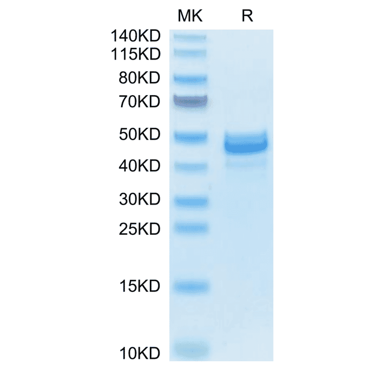 SDS-PAGE - Recombinant Mouse Amphiregulin Protein (N-terminal Human Fc Tag) (A331451) - Antibodies.com