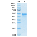 SDS-PAGE - Recombinant Mouse Amphiregulin Protein (N-terminal Human Fc Tag) (A331451) - Antibodies.com