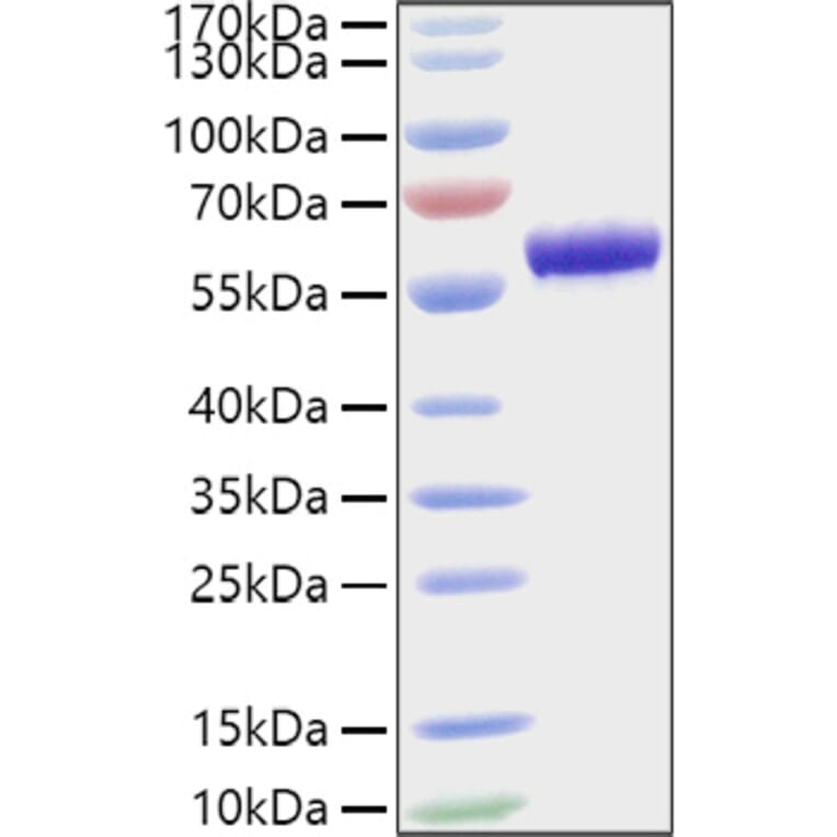 SDS-PAGE - Recombinant Mouse ApoA1 Protein (C-terminal Human Fc Tag) (A331455) - Antibodies.com