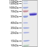 SDS-PAGE - Recombinant Mouse ApoA1 Protein (C-terminal Human Fc Tag) (A331455) - Antibodies.com