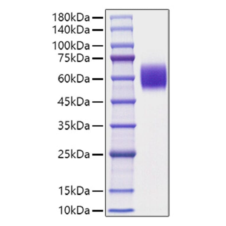 SDS-PAGE - Recombinant Mouse APOH Protein (C-terminal His Tag) (A331457) - Antibodies.com