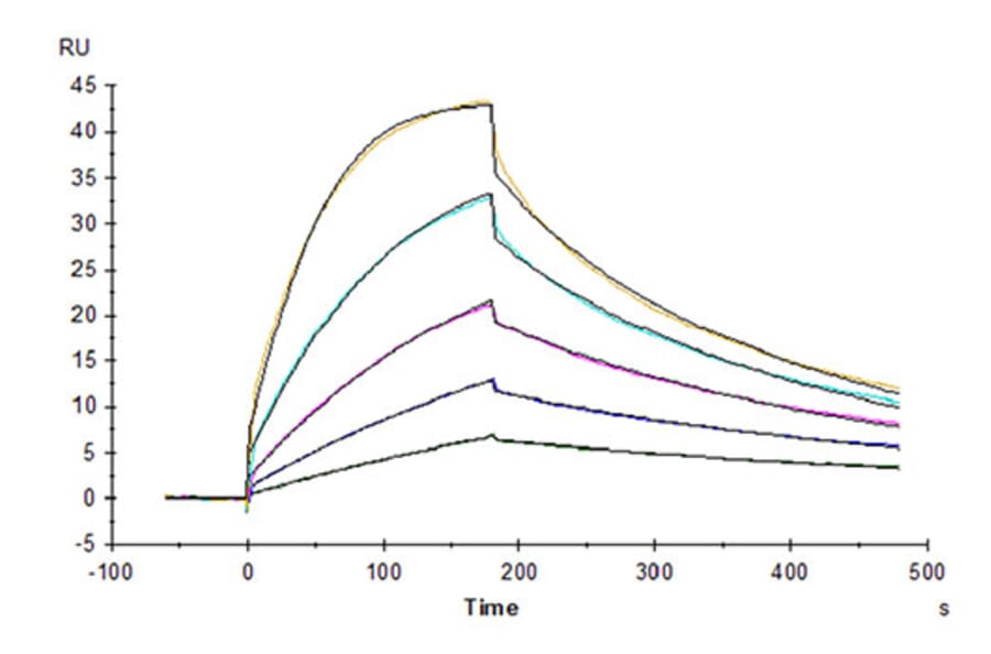 SPR Assay - Recombinant Cynomolgus macaque CD80 Protein (C-terminal His Tag) (A331461) - Antibodies.com