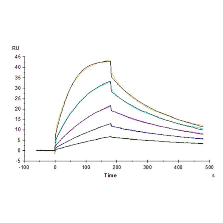 SPR Assay - Recombinant Cynomolgus macaque CD80 Protein (C-terminal His Tag) (A331461) - Antibodies.com