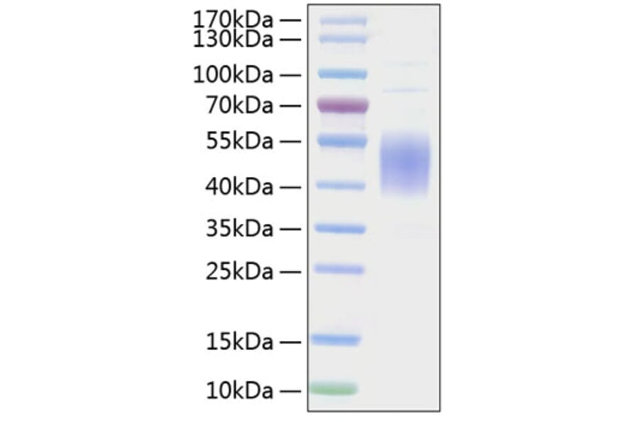 SDS-PAGE - Recombinant Mouse CD80 Protein (C-terminal His Tag) (A331462) - Antibodies.com