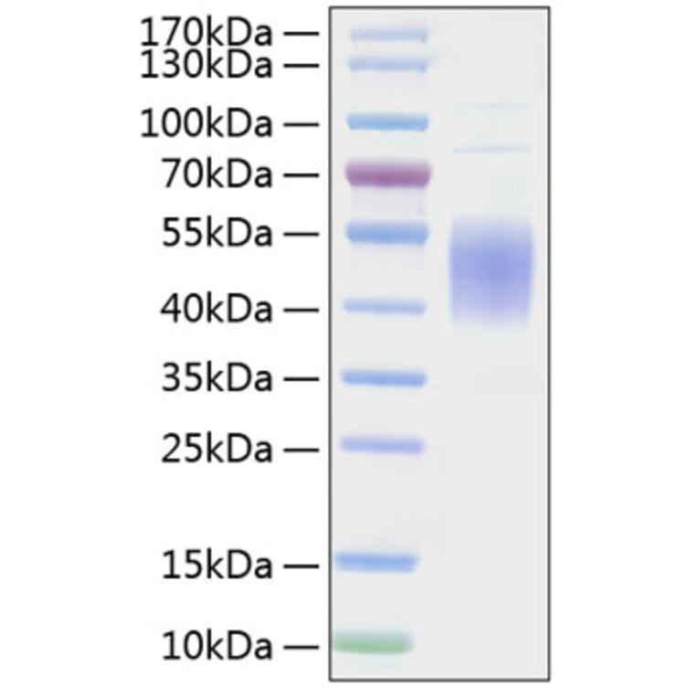 SDS-PAGE - Recombinant Mouse CD80 Protein (C-terminal His Tag) (A331462) - Antibodies.com