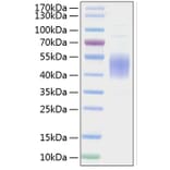 SDS-PAGE - Recombinant Mouse CD80 Protein (C-terminal His Tag) (A331462) - Antibodies.com