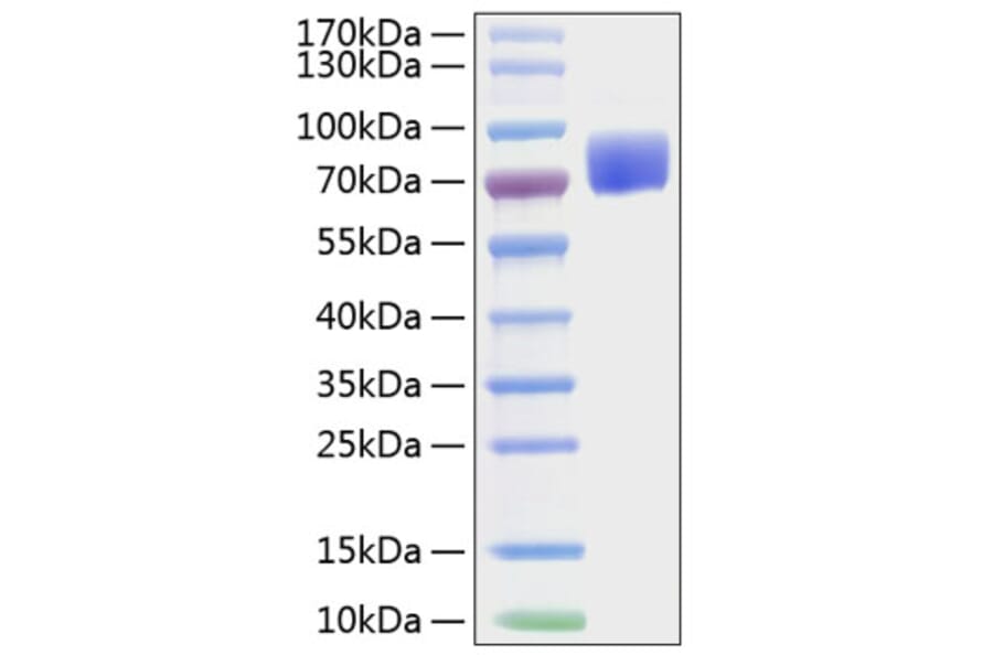 SDS-PAGE - Recombinant Mouse CD80 Protein (C-terminal Human Fc and His Tag) (A331463) - Antibodies.com