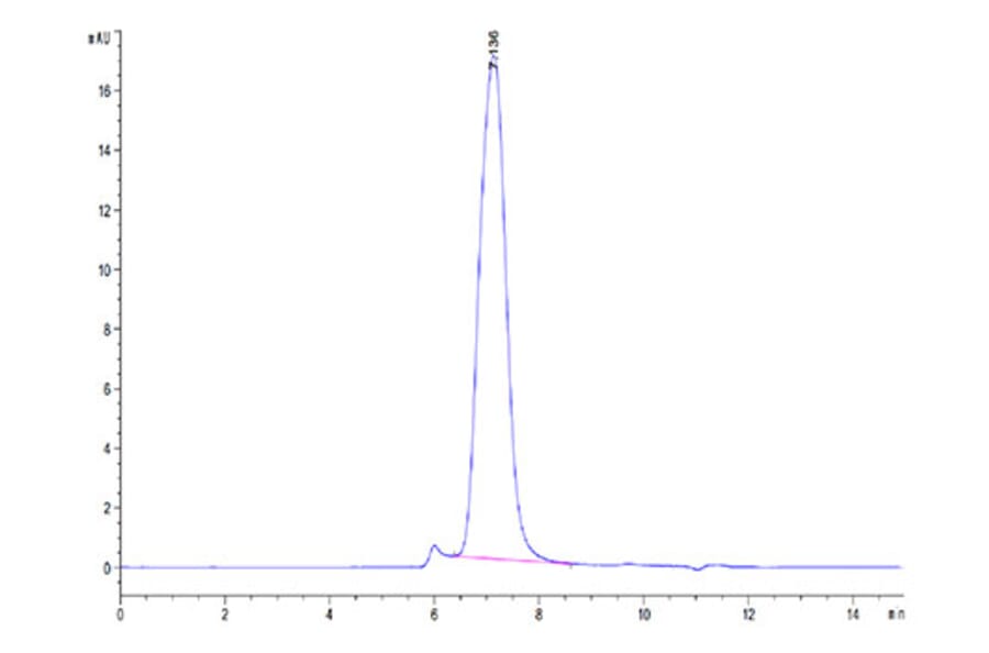 SEC-HPLC - Recombinant Cynomolgus macaque CD86 Protein (C-terminal His Tag) (A331464) - Antibodies.com