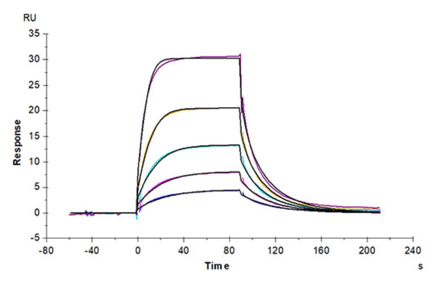 SPR Assay - Recombinant Cynomolgus macaque CD86 Protein (C-terminal His Tag) (A331464) - Antibodies.com